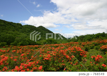 赤城のつつじ 768549