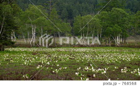 尾瀬のミズバショウ 768568