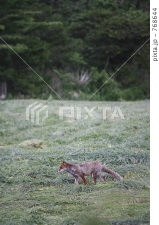 ホンドギツネ 768644