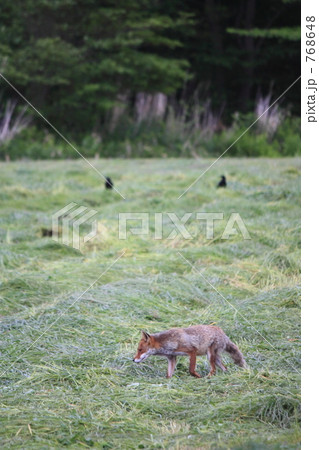 ホンドギツネ 768648