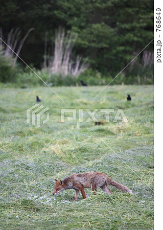 ホンドギツネ 768649