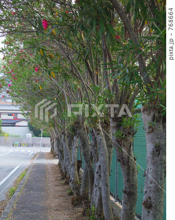 夾竹桃の並木 夾竹桃の並木 768664