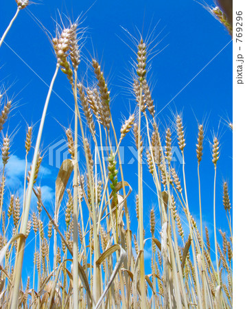 見上げた麦畑 見上げた麦畑 769296