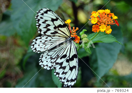 オオゴマダラ 769324