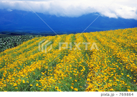 黄色い斜面 769864