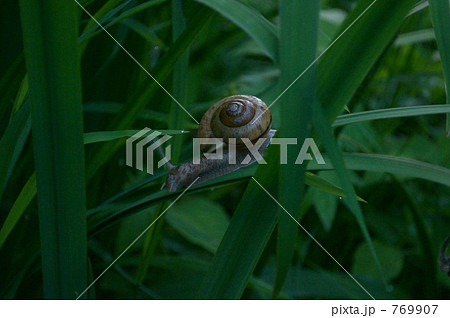 ヒトスジマイマイ 769907