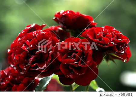深紅の薔薇 769981