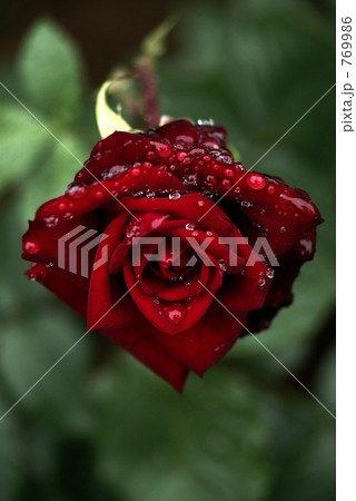 深紅の薔薇 深紅の薔薇 769986