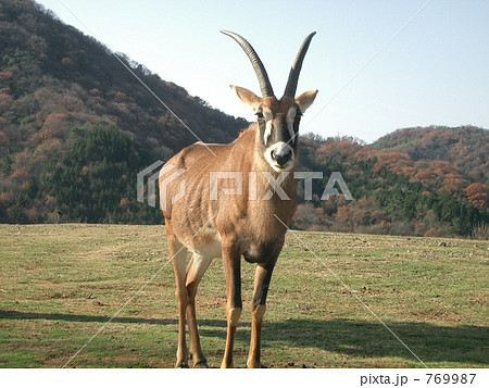 ローンアンテロープ ローンアンテロープ 769987