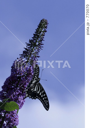 初夏の青空とブッドレアに止まる揚羽蝶 770070