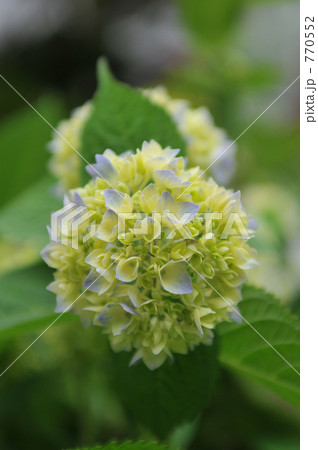 アジサイ NYC アジサイ NYC 770552