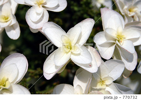 カシワバアジサイ、スノーフレーク カシワバアジサイ、スノーフレーク 770732