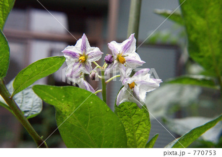 ペピーノの花 770753