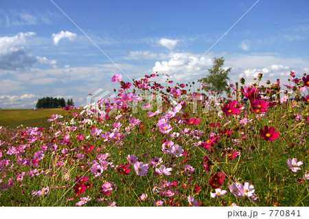 新栄の丘のコスモス 770841