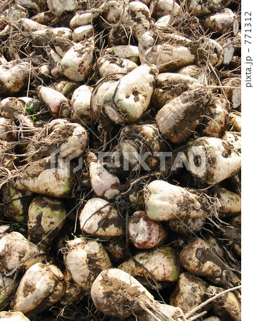 ビートの山 771312