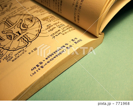 脳の解剖図☆シンプル・バージョン －Ⅰ／コピースペースあり 771968