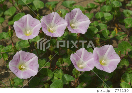 ハマヒルガオ 772150