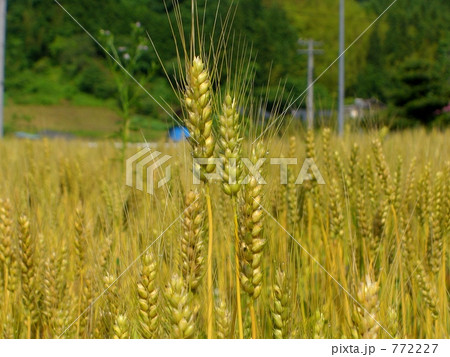 麦畑 壱 麦畑 壱 772227