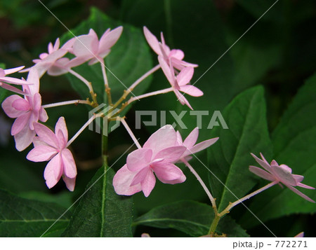 シチダンカー１ 772271