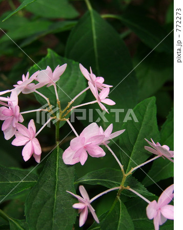 シチダンカー２ 772273