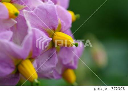 ジャガイモの花 772308