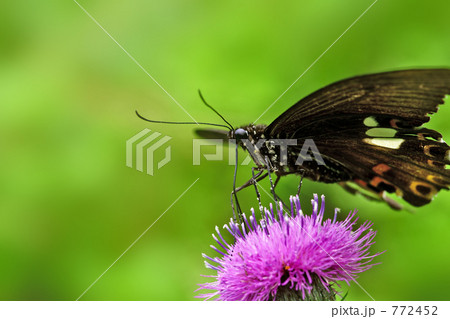 アザミで吸蜜するモンキアゲハ3 772452