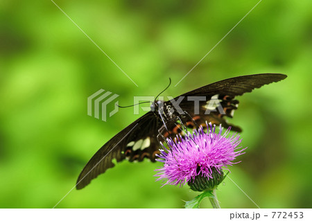 アザミで吸蜜するモンキアゲハ2 アザミで吸蜜するモンキアゲハ2 772453