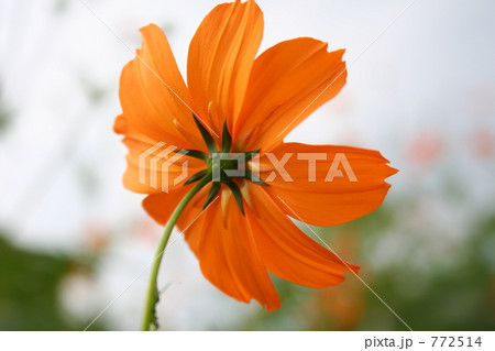 黄花コスモス01 772514