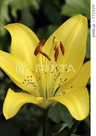 黄色の百合 黄色の百合 772520