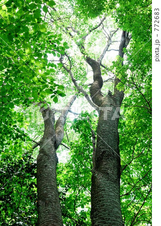 ヤマザクラの巨木 772683