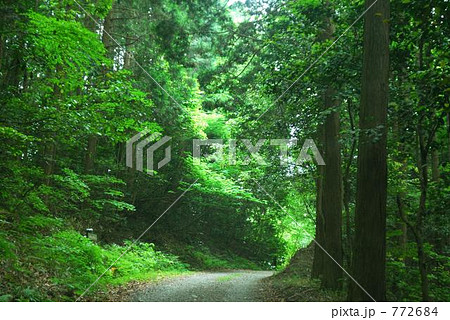 森への道 772684