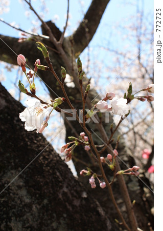 開花宣言 開花宣言 772725