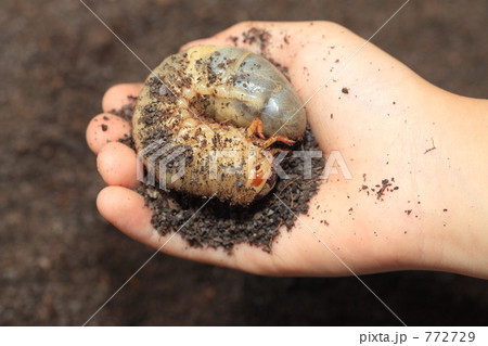 カブトムシの幼虫 カブトムシの幼虫 772729