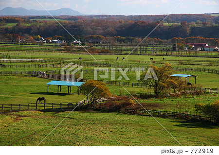 サラブレッド銀座 サラブレッド銀座 772919