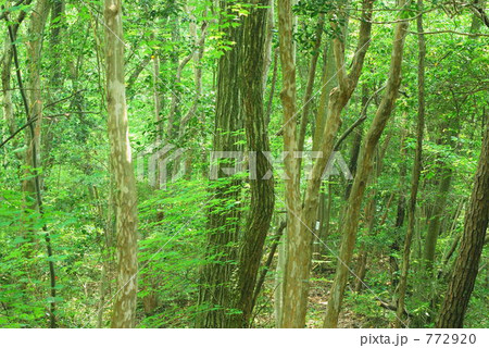 猿投の森 新緑 猿投の森 新緑 772920