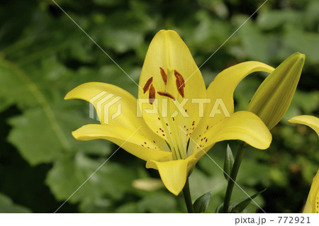 黄色い百合の花 黄色い百合の花 772921