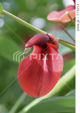 真っ赤なアメリカデイゴの花 773053