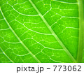 葉脈 773062