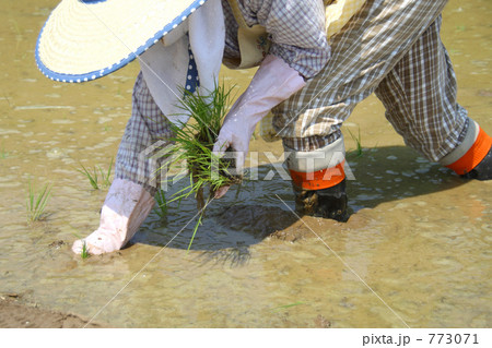 日本の農業　田植え作業 773071