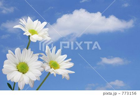花と青空 773156
