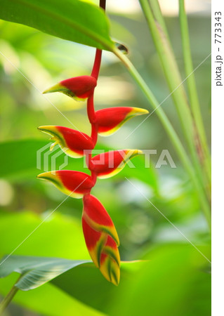 ヘリコニア 773343