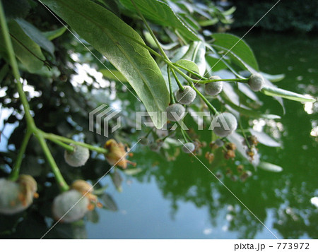 菩提樹の種 773972