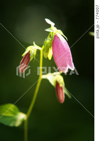 ホタルブクロ 774007