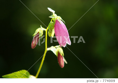 ホタルブクロ 774009