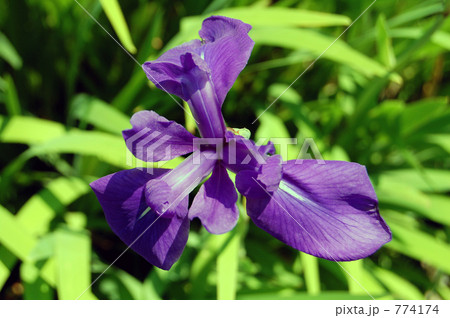 真上からの杜若 774174