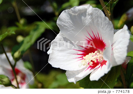 ムクゲの花 774178