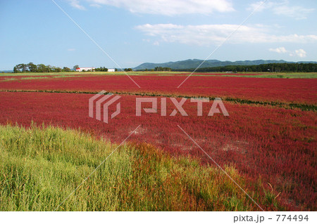 キムアネップ岬のサンゴ草 774494