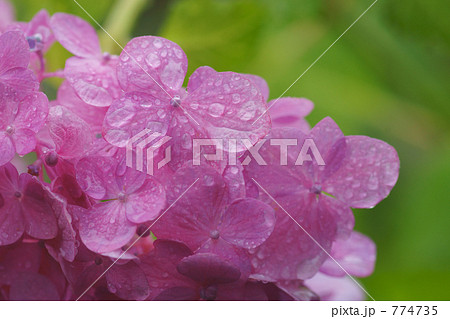 雨上がりのアジサイ 774735