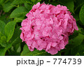 雨上がりのアジサイ 774739
