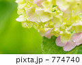 雨上がりのアジサイ 774740
